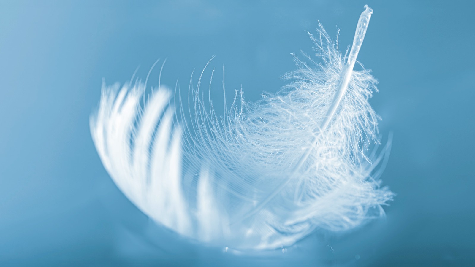 Primăvara Primăvara