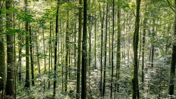 Curăţarea cu apă – cum ajută Geberit AquaClean la economisirea lemnului