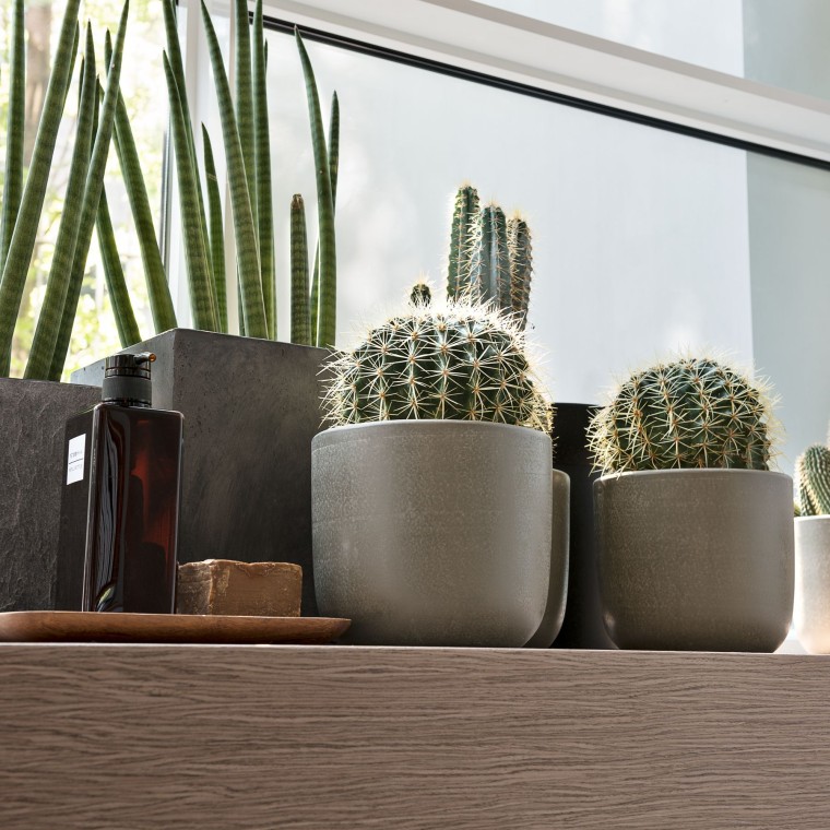 Diverse plante pe un pervaz de fereastră Diverse plante pe un pervaz de fereastră