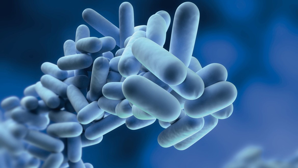 Legionella este o bacterie care se poate înmulţi în apa potabilă Legionella este o bacterie care se poate înmulţi în apa potabilă