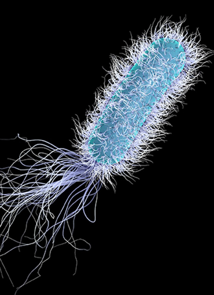 Legionella sub microscop Legionella sub microscop