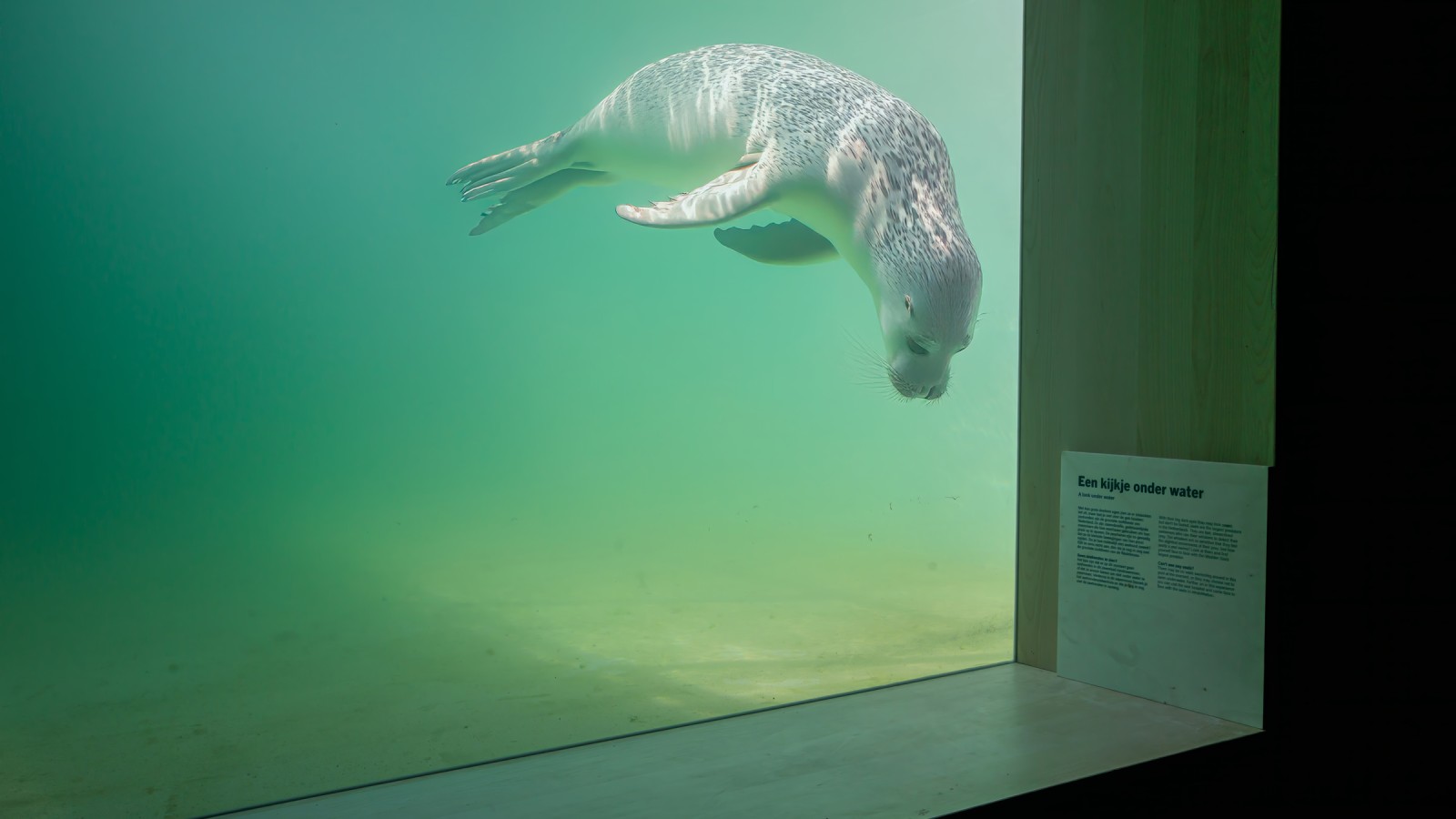 Animalele rănite sau bolnave ar trebui să poată înota înapoi în sălbăticie cât mai repede posibil (© Tjeerd Visser)