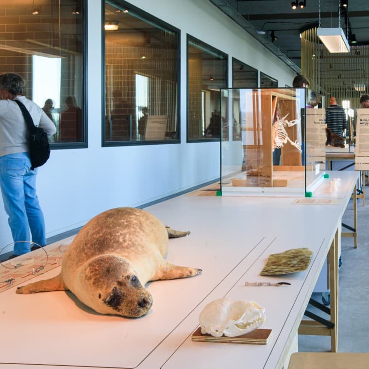 Știați că foca este cel mai mare prădător din Olanda? (© Tjeerd Visser) Știați că foca este cel mai mare prădător din Olanda? (© Tjeerd Visser)